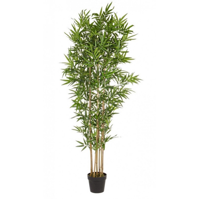 PIANTA BAMBOO C-VASO H185CM