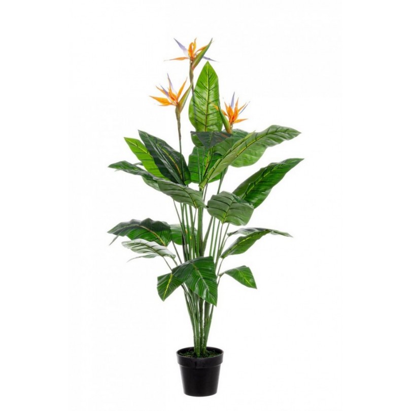 PIANTA STRELITZIA C-V 25FOGLIE X3F H150