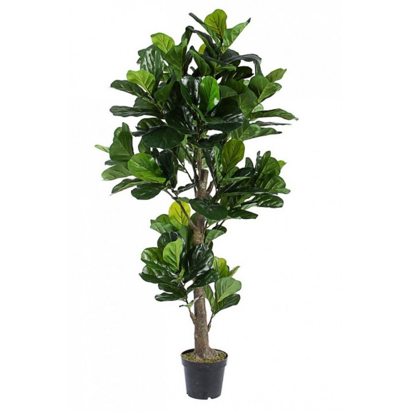 PIANTA FICUS LYRATA C-VASO 153FOGL H190