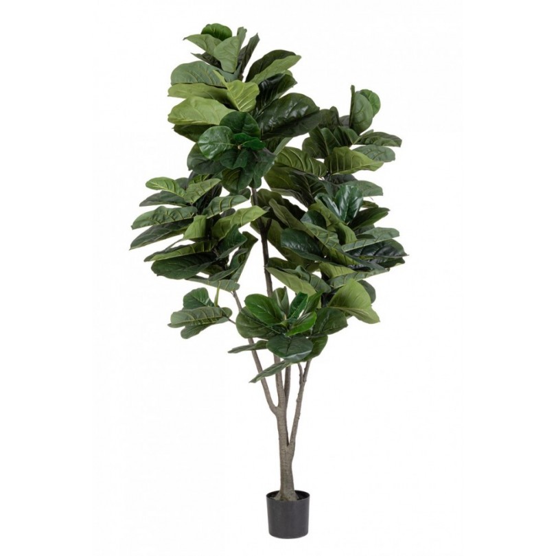 PIANTA FICUS LYRATA C-VAS 123FOGLIE H230